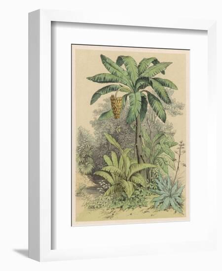 Banana Plant in the Tropics-null-Framed Art Print