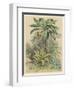 Banana Plant in the Tropics-null-Framed Art Print