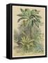 Banana Plant in the Tropics-null-Framed Stretched Canvas