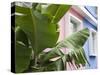 Banana plant, Mahebourg, Mauritius-Walter Bibikow-Stretched Canvas