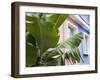 Banana plant, Mahebourg, Mauritius-Walter Bibikow-Framed Photographic Print