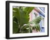 Banana plant, Mahebourg, Mauritius-Walter Bibikow-Framed Photographic Print