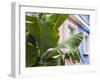 Banana plant, Mahebourg, Mauritius-Walter Bibikow-Framed Photographic Print