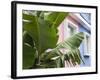 Banana plant, Mahebourg, Mauritius-Walter Bibikow-Framed Photographic Print