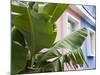 Banana plant, Mahebourg, Mauritius-Walter Bibikow-Mounted Photographic Print