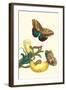 Banana Plant with Teucer Giant Owl Butterfly and a Rainbow Whiptail Lizard-Maria Sibylla Merian-Framed Art Print