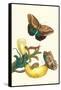 Banana Plant with Teucer Giant Owl Butterfly and a Rainbow Whiptail Lizard-Maria Sibylla Merian-Framed Stretched Canvas