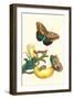 Banana Plant with Teucer Giant Owl Butterfly and a Rainbow Whiptail Lizard-Maria Sibylla Merian-Framed Art Print