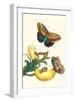 Banana Plant with Teucer Giant Owl Butterfly and a Rainbow Whiptail Lizard-Maria Sibylla Merian-Framed Art Print
