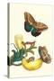 Banana Plant with Teucer Giant Owl Butterfly and a Rainbow Whiptail Lizard-Maria Sibylla Merian-Stretched Canvas