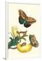 Banana Plant with Teucer Giant Owl Butterfly and a Rainbow Whiptail Lizard-Maria Sibylla Merian-Framed Art Print