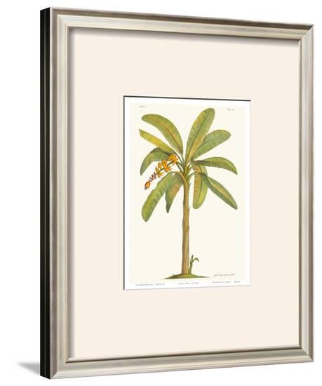 Banana Plant-Georg Dionysius Ehret-Framed Art Print