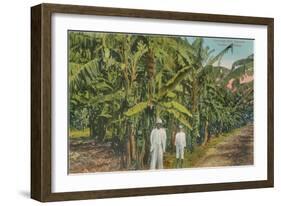 Banana Plantation in Jamaica-null-Framed Art Print