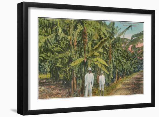 Banana Plantation in Jamaica-null-Framed Art Print