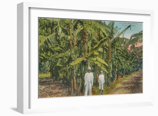 Banana Plantation in Jamaica-null-Framed Art Print