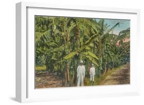 Banana Plantation in Jamaica-null-Framed Art Print