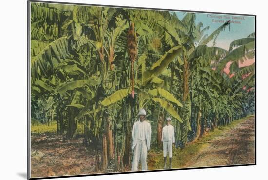 Banana Plantation in Jamaica-null-Mounted Art Print