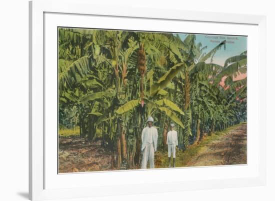 Banana Plantation in Jamaica-null-Framed Premium Giclee Print