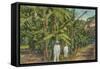 Banana Plantation in Jamaica-null-Framed Stretched Canvas