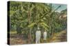 Banana Plantation in Jamaica-null-Stretched Canvas