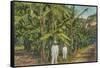 Banana Plantation in Jamaica-null-Framed Stretched Canvas