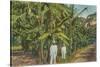 Banana Plantation in Jamaica-null-Stretched Canvas