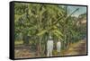 Banana Plantation in Jamaica-null-Framed Stretched Canvas