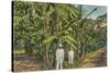 Banana Plantation in Jamaica-null-Stretched Canvas