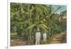 Banana Plantation in Jamaica-null-Framed Art Print