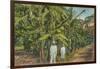 Banana Plantation in Jamaica-null-Framed Art Print