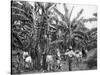 Banana Plantation, Jamaica, C1905-Adolphe & Son Duperly-Stretched Canvas