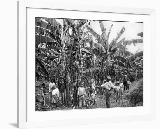 Banana Plantation, Jamaica, C1905-Adolphe & Son Duperly-Framed Giclee Print