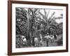 Banana Plantation, Jamaica, C1905-Adolphe & Son Duperly-Framed Giclee Print