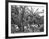 Banana Plantation, Jamaica, C1905-Adolphe & Son Duperly-Framed Giclee Print