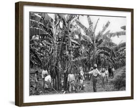 Banana Plantation, Jamaica, C1905-Adolphe & Son Duperly-Framed Giclee Print