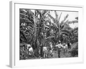 Banana Plantation, Jamaica, C1905-Adolphe & Son Duperly-Framed Giclee Print