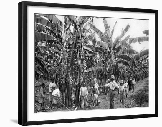 Banana Plantation, Jamaica, C1905-Adolphe & Son Duperly-Framed Giclee Print