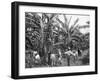 Banana Plantation, Jamaica, C1905-Adolphe & Son Duperly-Framed Giclee Print