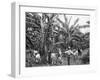 Banana Plantation, Jamaica, C1905-Adolphe & Son Duperly-Framed Giclee Print