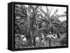 Banana Plantation, Jamaica, C1905-Adolphe & Son Duperly-Framed Stretched Canvas