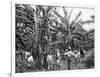 Banana Plantation, Jamaica, C1905-Adolphe & Son Duperly-Framed Giclee Print