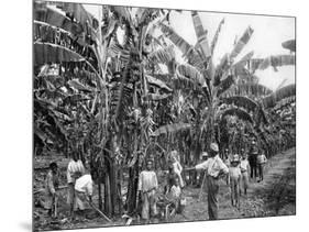 Banana Plantation, Jamaica, C1905-Adolphe & Son Duperly-Mounted Giclee Print