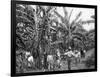 Banana Plantation, Jamaica, C1905-Adolphe & Son Duperly-Framed Giclee Print