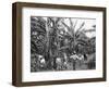 Banana Plantation, Jamaica, C1905-Adolphe & Son Duperly-Framed Giclee Print