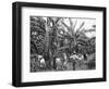 Banana Plantation, Jamaica, C1905-Adolphe & Son Duperly-Framed Giclee Print