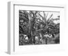 Banana Plantation, Jamaica, C1905-Adolphe & Son Duperly-Framed Giclee Print