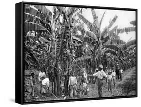 Banana Plantation, Jamaica, C1905-Adolphe & Son Duperly-Framed Stretched Canvas