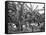 Banana Plantation, Jamaica, C1905-Adolphe & Son Duperly-Framed Stretched Canvas