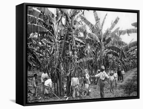 Banana Plantation, Jamaica, C1905-Adolphe & Son Duperly-Framed Stretched Canvas