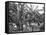 Banana Plantation, Jamaica, C1905-Adolphe & Son Duperly-Framed Stretched Canvas